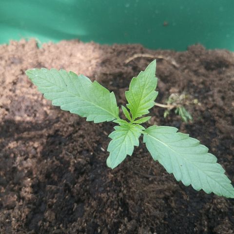 Auto blueberry growlog timeline photo