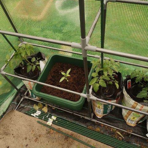 Auto blueberry growlog timeline photo