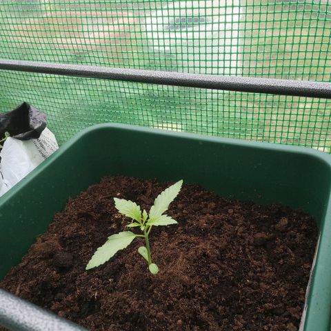 Auto blueberry growlog timeline photo