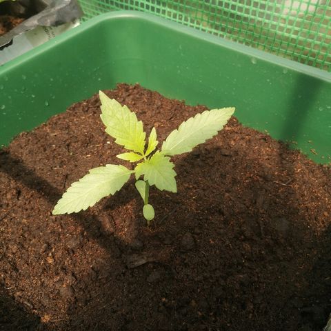 Auto blueberry growlog timeline photo