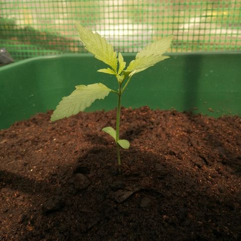 Auto blueberry growlog timeline photo