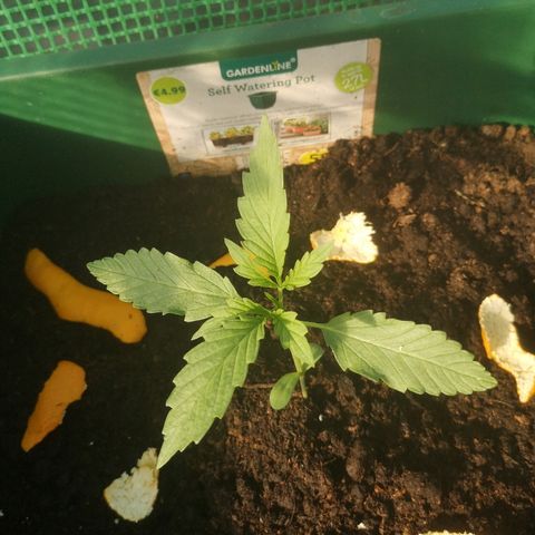Auto blueberry growlog timeline photo