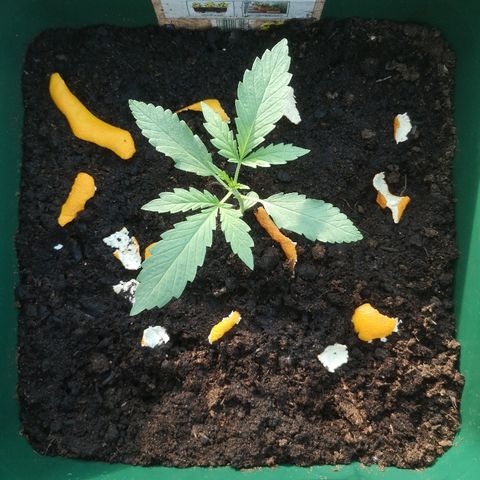 Auto blueberry growlog timeline photo