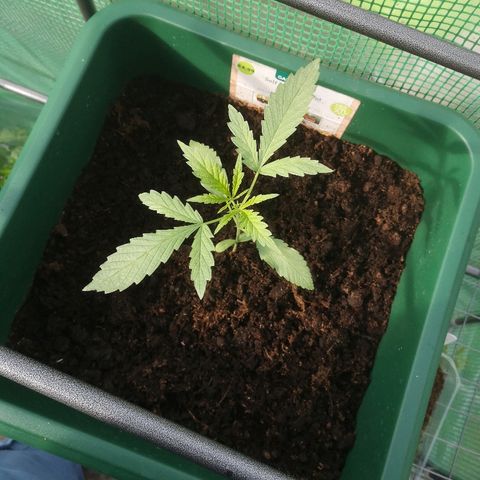 Auto blueberry growlog timeline photo