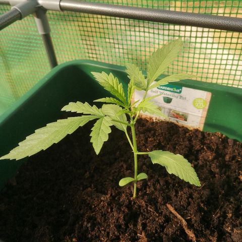 Auto blueberry growlog timeline photo