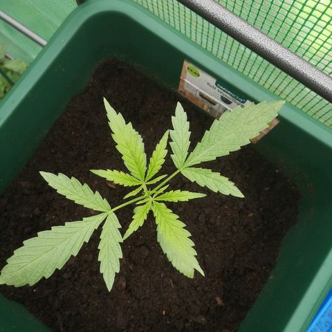 Auto blueberry growlog timeline photo