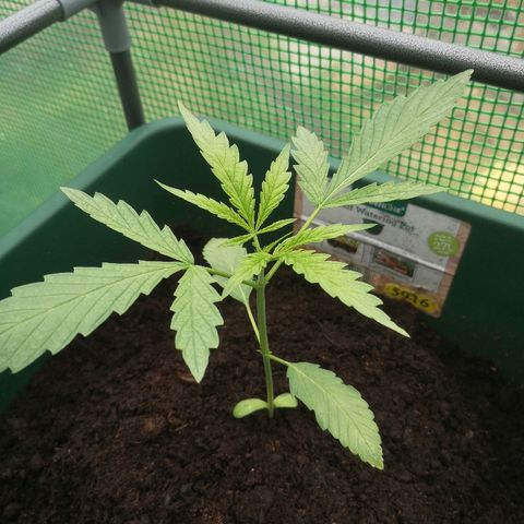 Auto blueberry growlog timeline photo