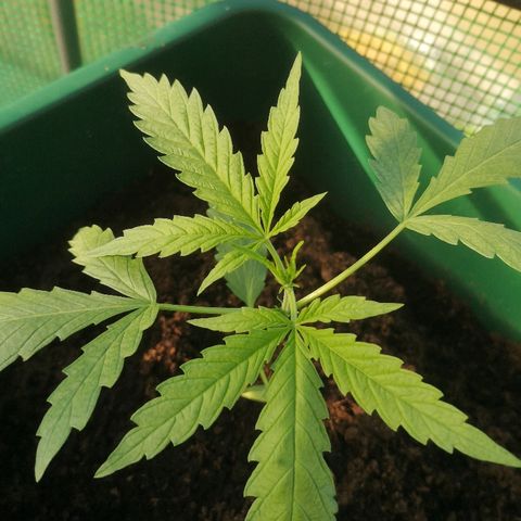 Auto blueberry growlog timeline photo