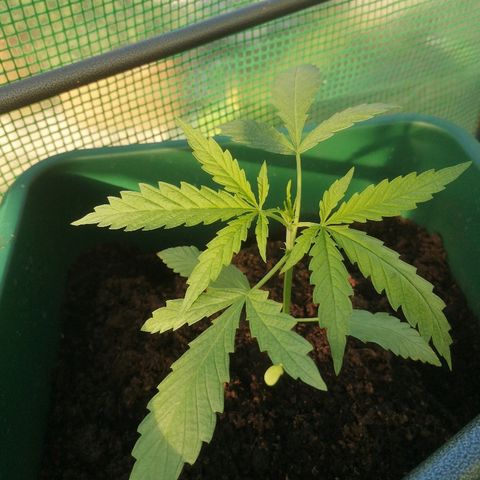 Auto blueberry growlog timeline photo