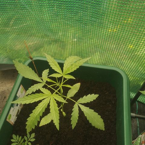 Auto blueberry growlog timeline photo