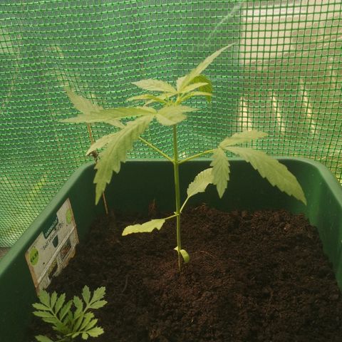 Auto blueberry growlog timeline photo