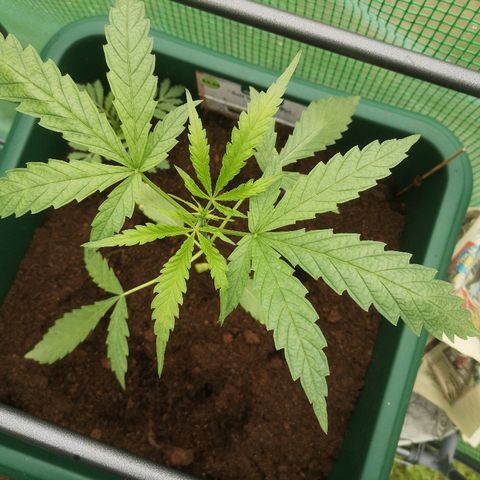 Auto blueberry growlog timeline photo