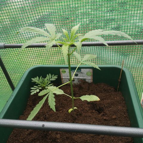 Auto blueberry growlog timeline photo