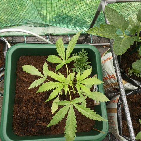 Auto blueberry growlog timeline photo