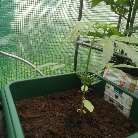 Auto blueberry growlog timeline photo