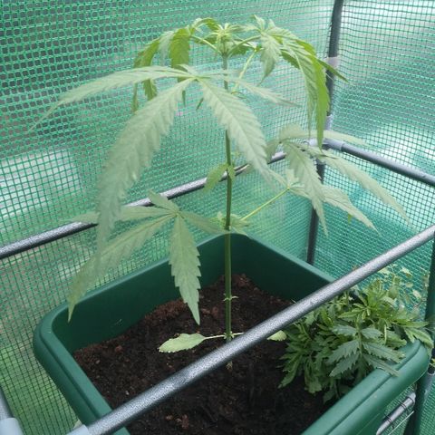 Auto blueberry growlog timeline photo