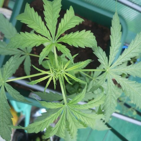 Auto blueberry growlog timeline photo