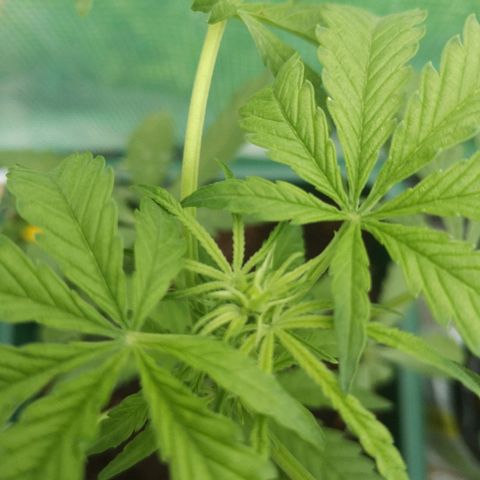 Auto blueberry growlog timeline photo