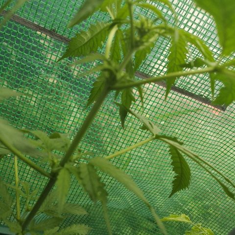 Auto blueberry growlog timeline photo