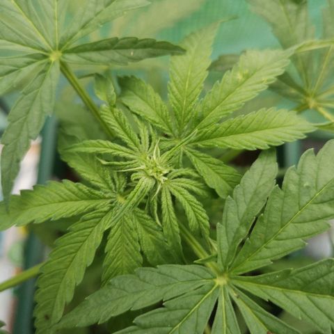 Auto blueberry growlog timeline photo