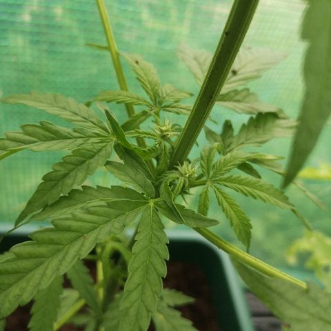 Auto blueberry growlog timeline photo
