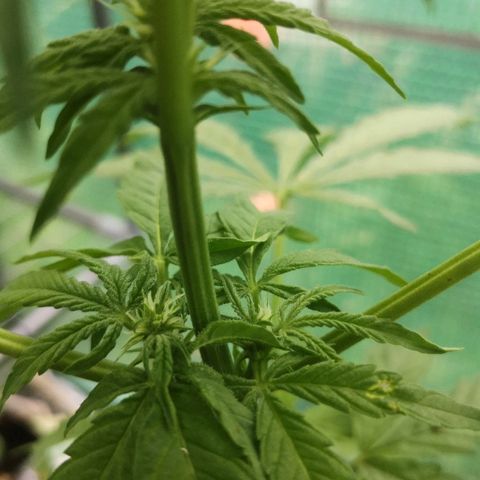 Auto blueberry growlog timeline photo