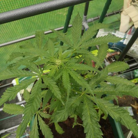 Auto blueberry growlog timeline photo