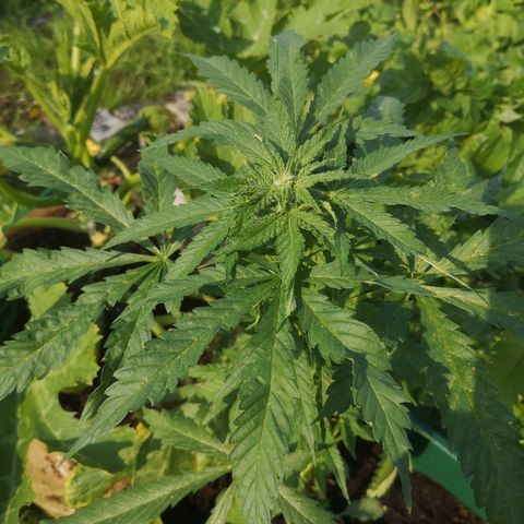 Auto blueberry growlog timeline photo