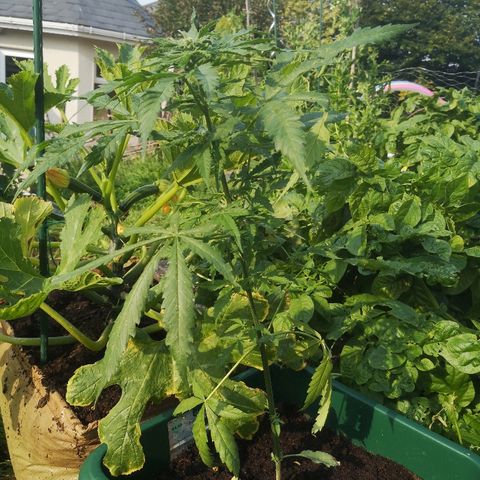 Auto blueberry growlog timeline photo