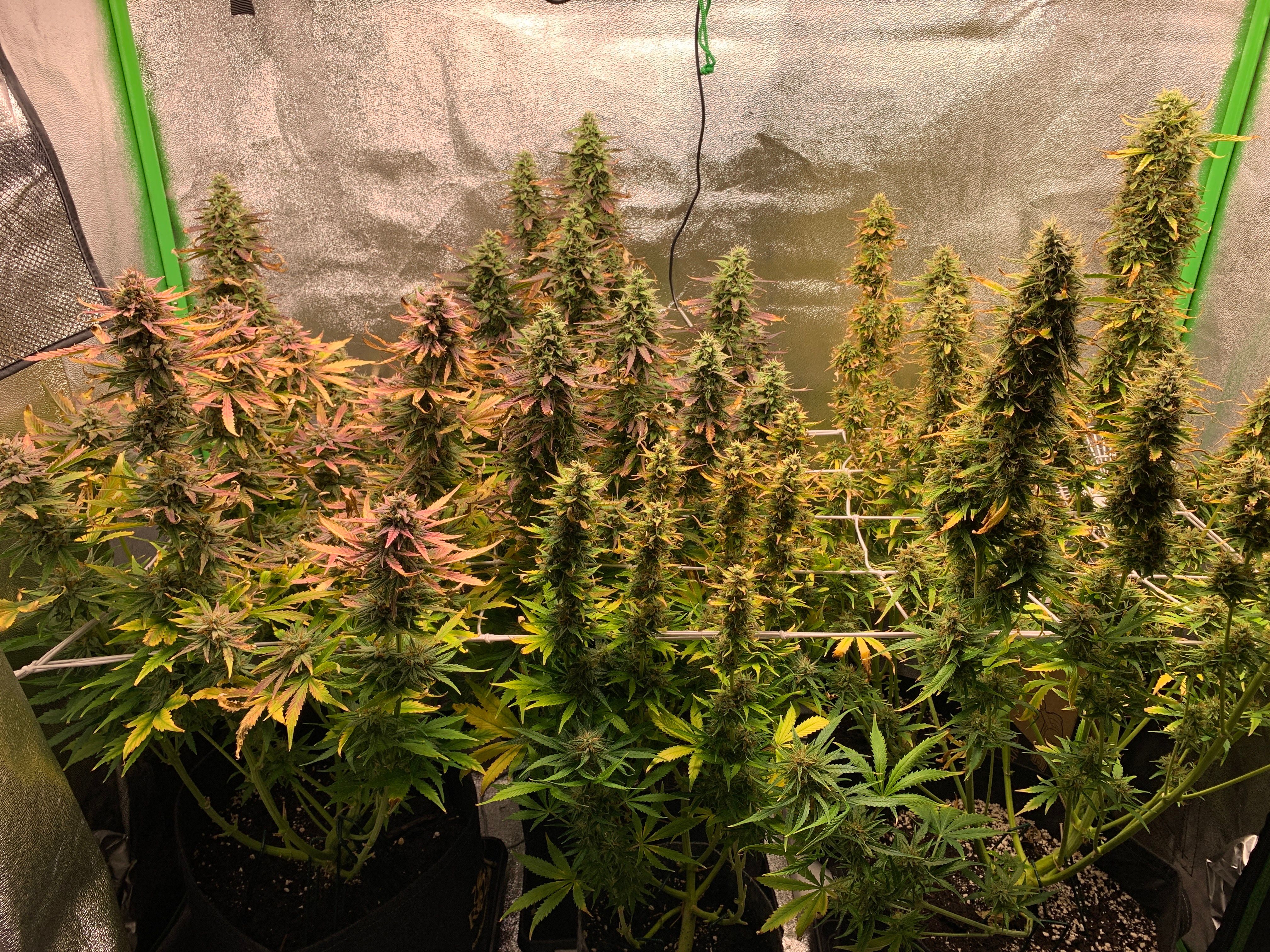 Fat Banana Automatic growlog header