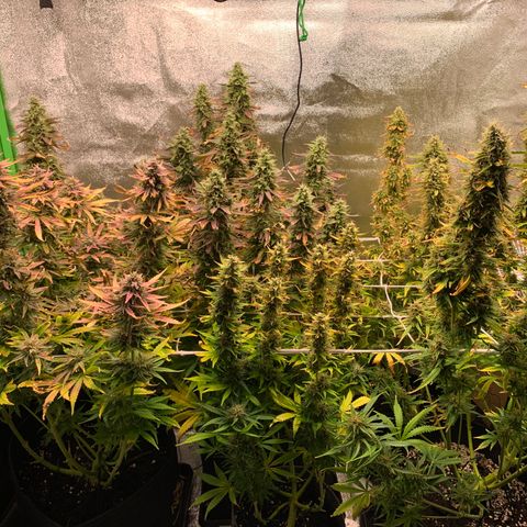 Fat Banana Automatic growlog in Shorty Auto Tent
