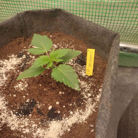 White cheese  #4 growlog timeline photo