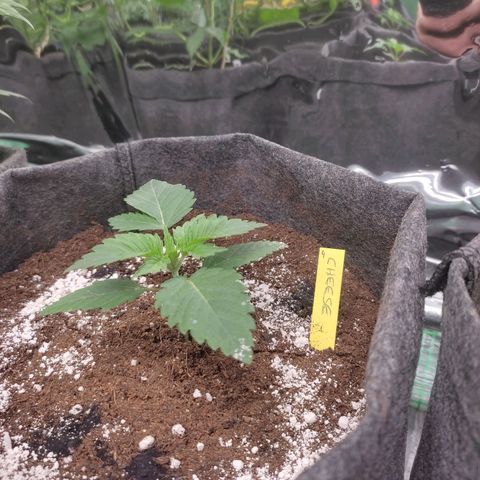 White cheese  #4 growlog timeline photo