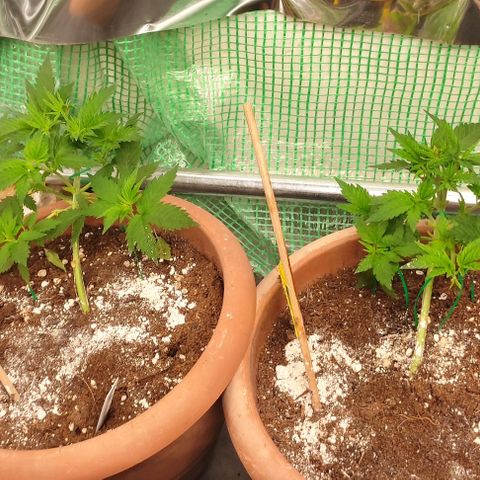 White cheese  #4 growlog timeline photo