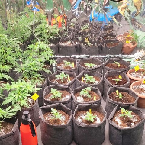 White cheese  #4 growlog timeline photo