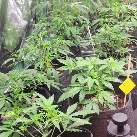 White cheese  #4 growlog timeline photo