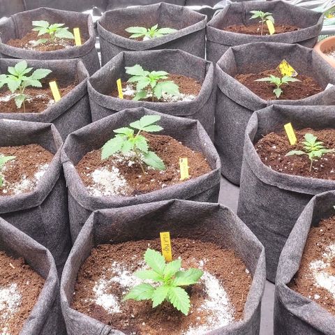 White cheese  #4 growlog timeline photo