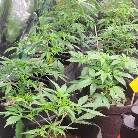 White cheese  #4 growlog timeline photo