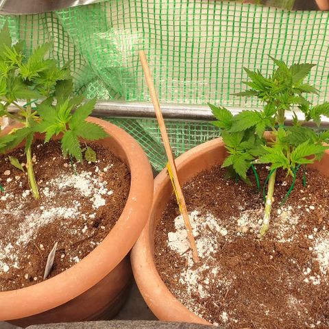 White cheese  #4 growlog timeline photo