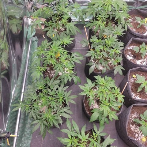 White cheese  #4 growlog timeline photo