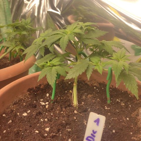 Moby Dick 1. ((Bonsai)) growlog timeline photo