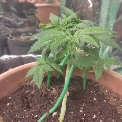 Moby Dick 2. ((Bonsai)) growlog timeline photo
