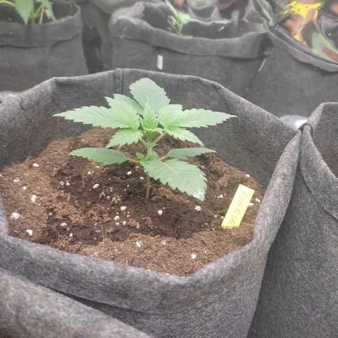 White cheese  #4 growlog timeline photo