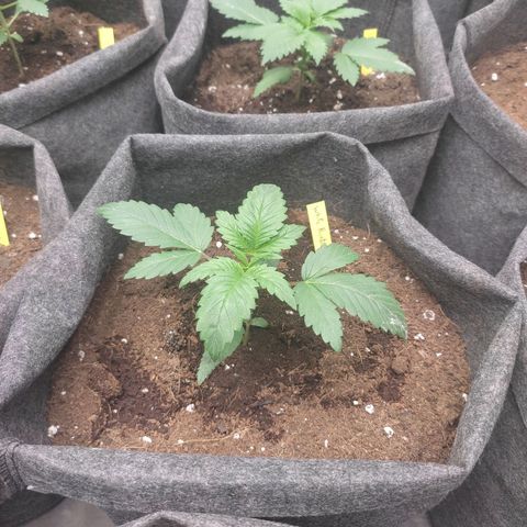 White Runtz  growlog timeline photo