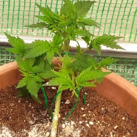 Moby Dick 1. ((Bonsai)) growlog timeline photo