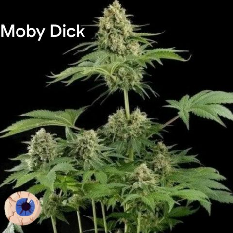 Moby Dick 2. ((Bonsai)) growlog timeline photo