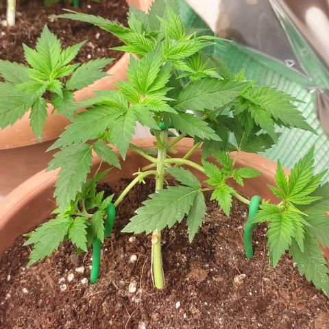 Moby Dick 1. ((Bonsai)) growlog timeline photo