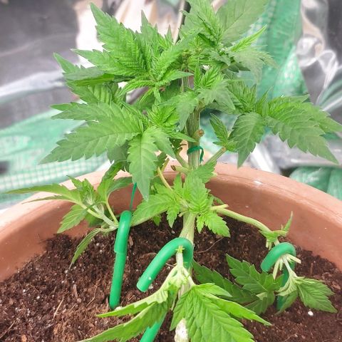 Moby Dick 2. ((Bonsai)) growlog timeline photo