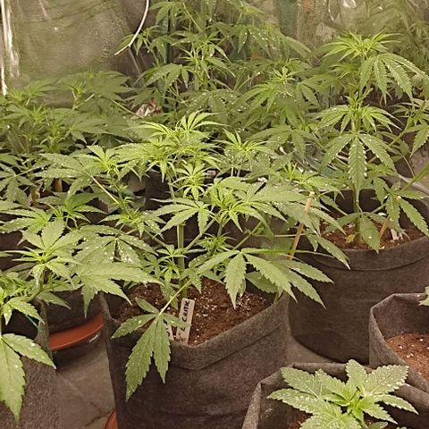 Moby Dick 2. ((Bonsai)) growlog timeline photo