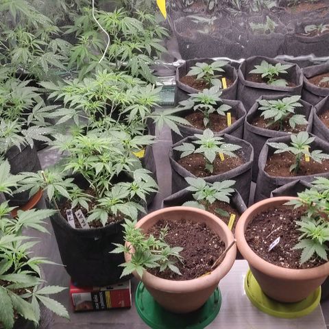 Moby Dick 2. ((Bonsai)) growlog timeline photo